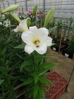 [5659 VZ H05 2829-50 No01.JPG]